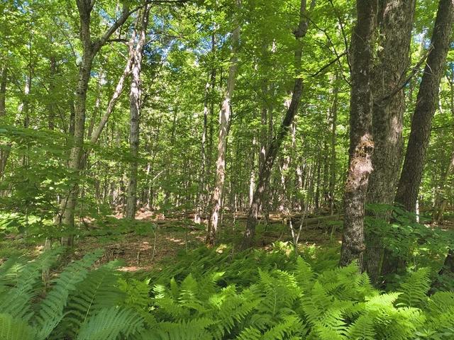 lot2 Holcomb Rd, Chester, MA 01011