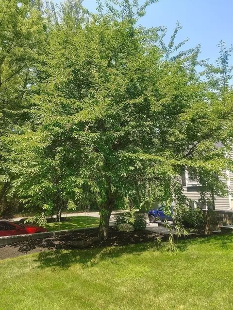 Exterior - 6 Forest St, Raynham, MA 02767 photo 10 of 13