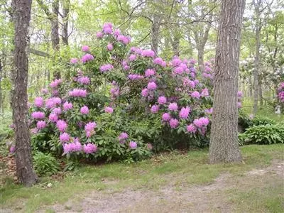 186 Boulder Rd, Barnstable, MA 02630 photo 6