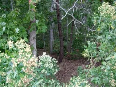 352 Monomoscoy Rd, Mashpee, MA 02649 photo 5