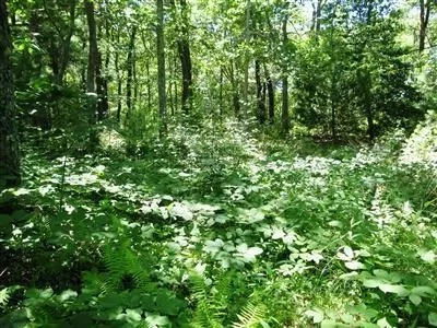206 Turtleback Rd, Marstons Mills, MA 02648 photo 5