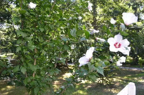43 Suomi Rd, Hyannis, MA 02601 photo 16