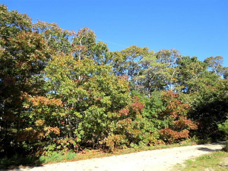 45 Fairview Ave, Eastham, MA 02642 photo 3