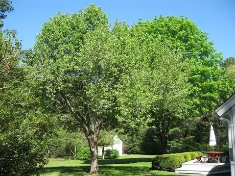 224 Regency Dr, Marstons Mills, MA 02648 photo 19