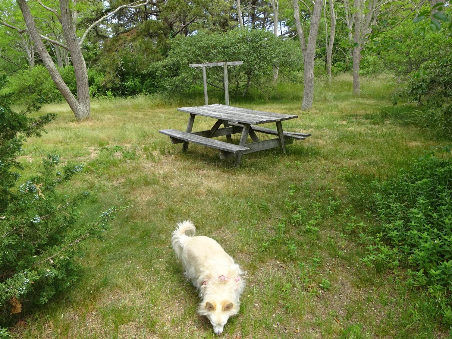 10 Centre St, Wellfleet, MA 02667 photo 6