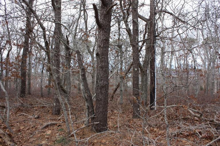 725 Massasoit Rd, Eastham, MA 02642 photo 11