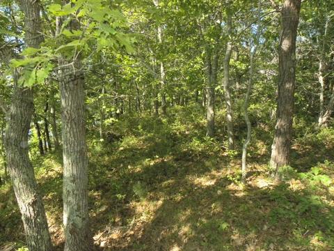 35 Quaker Run Rd, Mashpee, MA 02649 photo 1