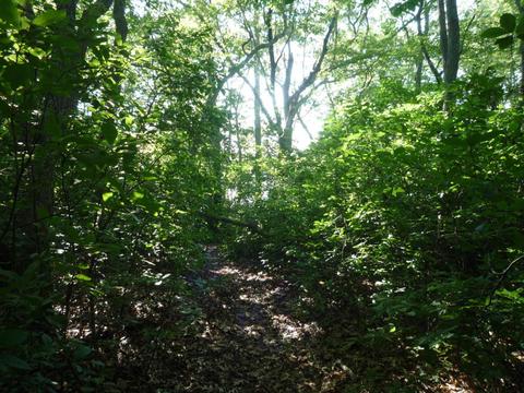 74 Nyes Neck Rd, Centerville, MA 02632 photo 20