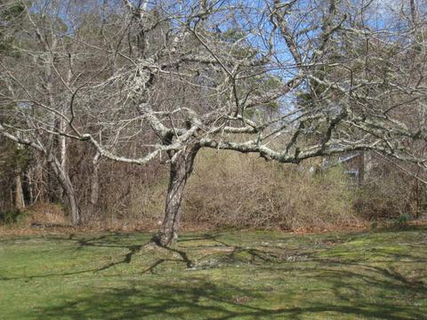 70 Pine Grove Ave, Hyannis, MA 02601 photo 11