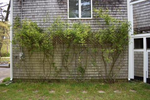 75 Pine Woods Rd, Eastham, MA 02642 photo 17