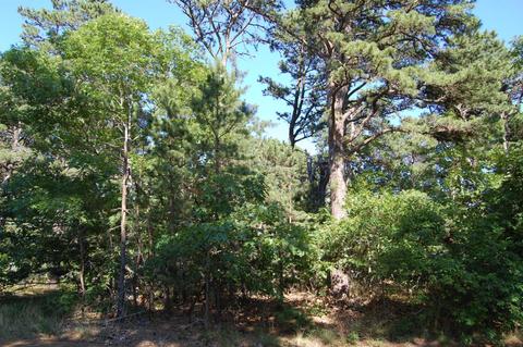 75 Tern Ln, Eastham, MA 02642 photo 7