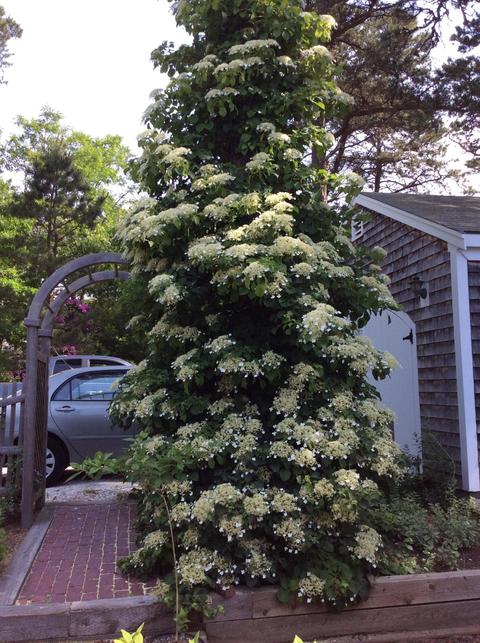 20 Gov Bradford Rd, Eastham, MA 02642 photo 23