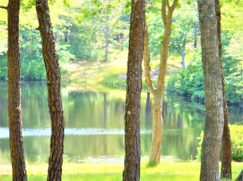 34 Paddock Way, Mashpee, MA 02649 photo 7
