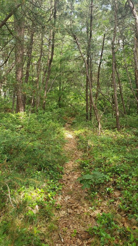 43 Quaker Run Rd, Mashpee, MA 02649 photo 8