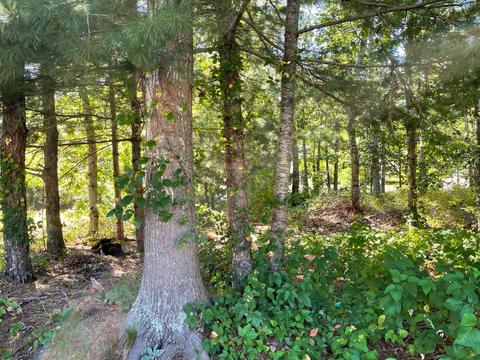21 Cutlass Ln, Mashpee, MA 02649 photo 1