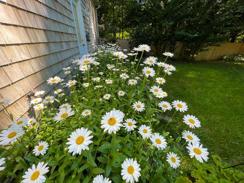 86 Goff Ter, Centerville, MA 02632 photo 4