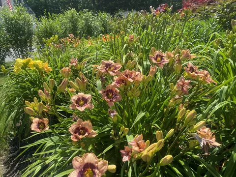 Other - 239 Paddocks Path, Dennis, MA 02638 photo 2 of 4