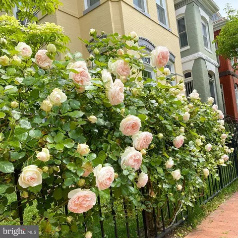 Exterior - 30 9th St SE, Washington, DC 20003 photo 5 of 5