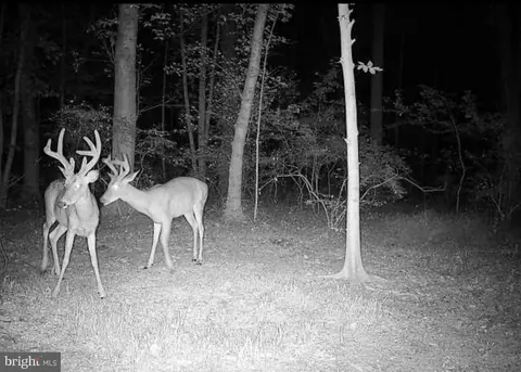 955 Dexter Corner Rd, Townsend, DE 19734 photo 8