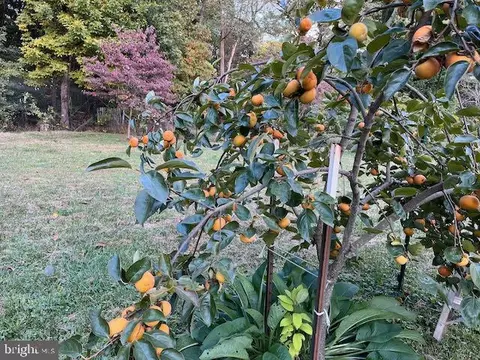 Other - 21030 Peach Tree Rd, Dickerson, MD 20842 photo 21 of 29