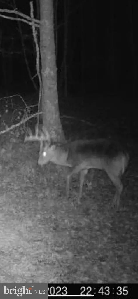 5469 Cornstack Rd, Marion Station, MD 21838 photo 6