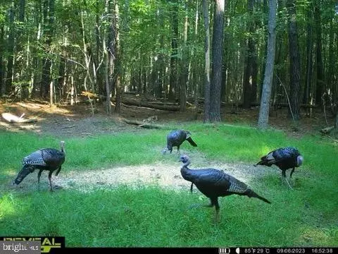 5469 Cornstack Rd, Marion Station, MD 21838 photo 3