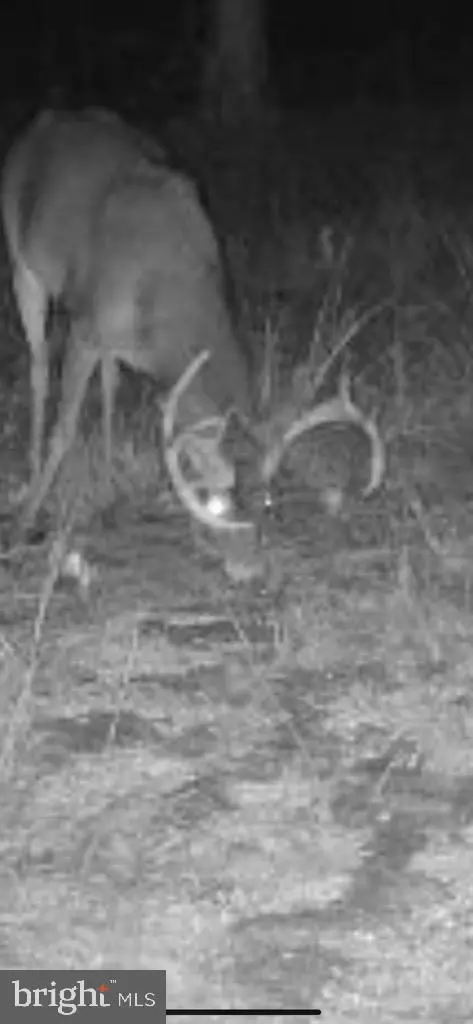 5469 Cornstack Rd, Marion Station, MD 21838 photo 7