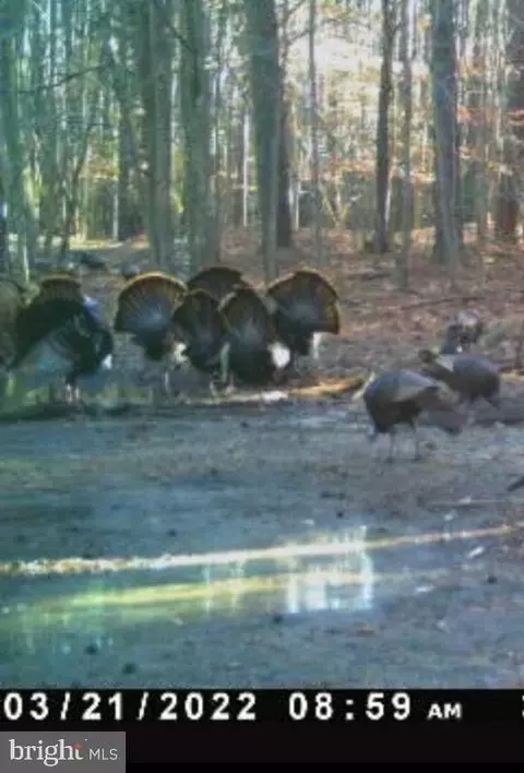 5469 Cornstack Rd, Marion Station, MD 21838 photo 4