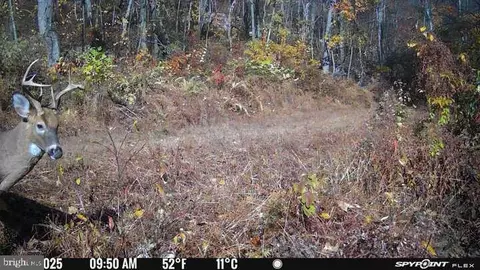 Other - 300 Beegle Rd, Everett, PA 15537 photo 48 of 53