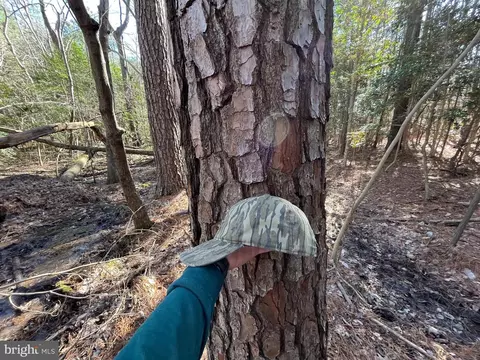 Fox Branch Rd Tract, Carson, VA 23830 photo 10