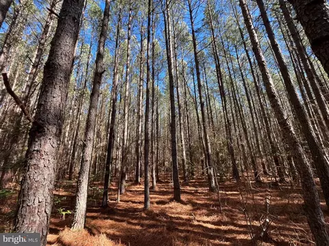 Fox Branch Rd Tract, Carson, VA 23830 photo 6