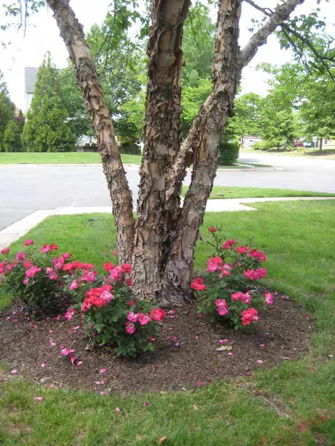 Exterior - 14036 Albert Way, Gainesville, VA 20155 photo 11 of 16