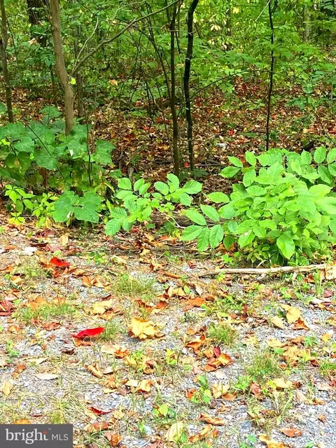 Willow Ln, Mount Jackson, VA 22842