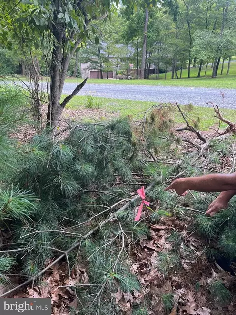 Timber Ridge, Mount Jackson, VA 22842 photo 20