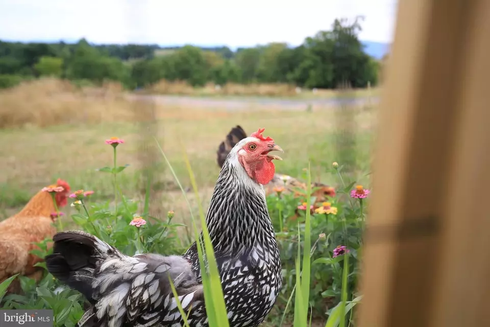 Other - 384 Lindamood Ln, Strasburg, VA 22641 photo 16 of 17