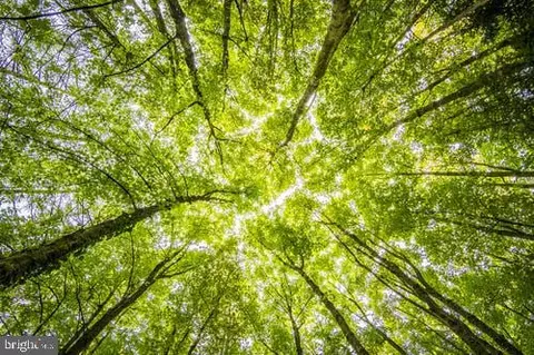 Tbd Log Cabin Road, Beaverdam, VA 23015