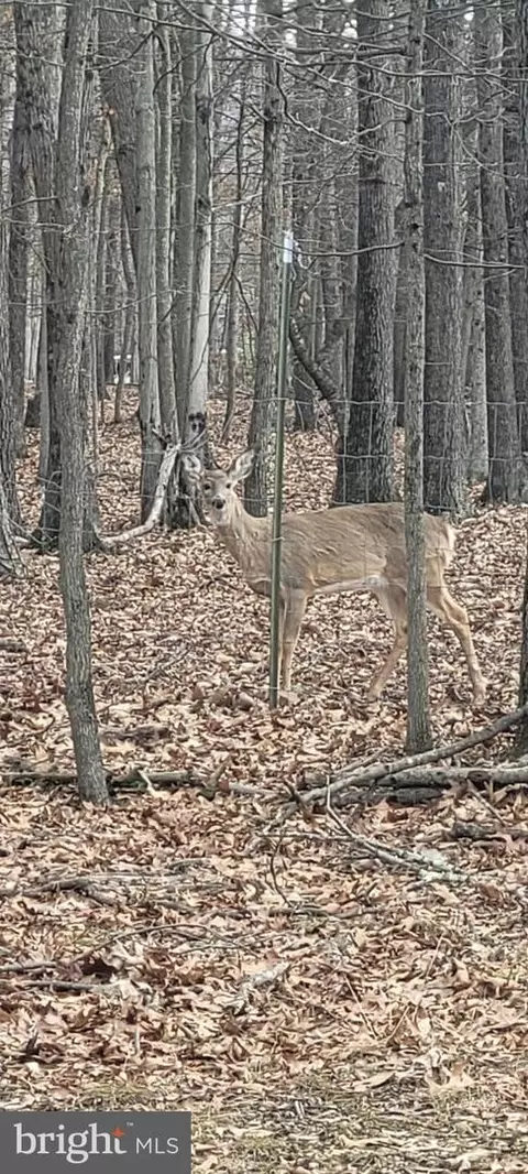 Other - 123 Rebeccas Ln, Old Fields, WV 26845 photo 16 of 16