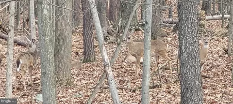 Other - 123 Rebeccas Ln, Old Fields, WV 26845 photo 10 of 16
