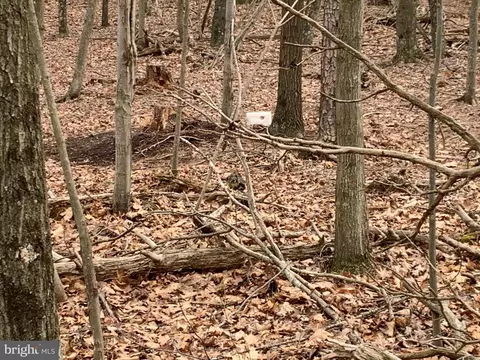 Bunker Lane, Springfield, WV 26763 photo 8