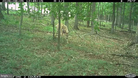 Racey Road, Augusta, WV 26704