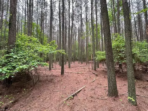 1 75ac Kegotank Rd, Accomack County, VA 23414 photo 15