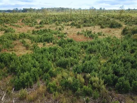 193 Acres Saxis Rd, Accomack County, VA 23427 photo 15
