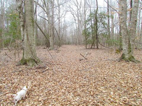 55 Ac Fox Chase Dr, Elberon, VA 23839 photo 39