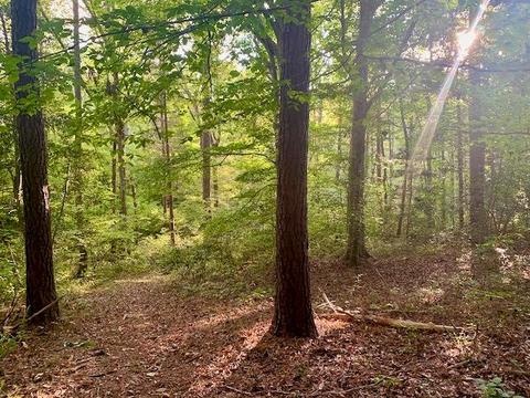 17359 Level Dr, Doswell, VA 23047 photo 33
