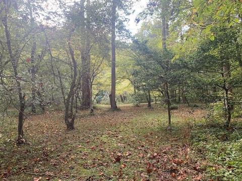 17359 Level Dr, Doswell, VA 23047 photo 30