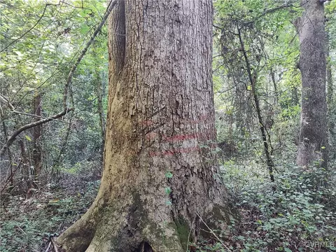 Off Liberty Road, Dolphin, VA 23843 photo 43