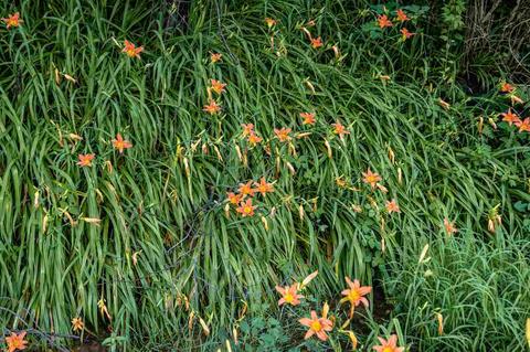12 Tye River Tpke, Raphine, VA 24472 photo 7
