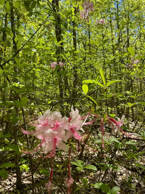 tbd Shendon Glades Ln, Grottoes, VA 24441