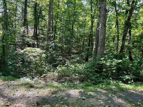 Tbd Sycamore Rd, Mount Jackson, VA 22842 photo 5