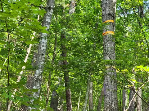 Tbd German River Rd, Criders, VA 22820 photo 6